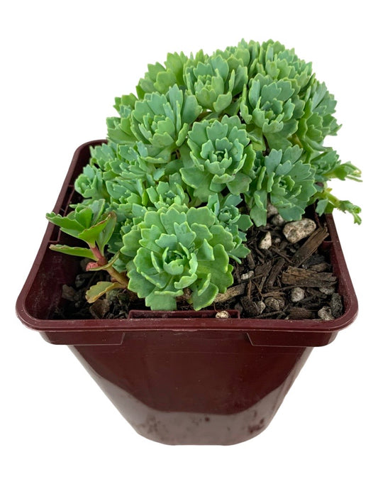 Sedum pachyclados