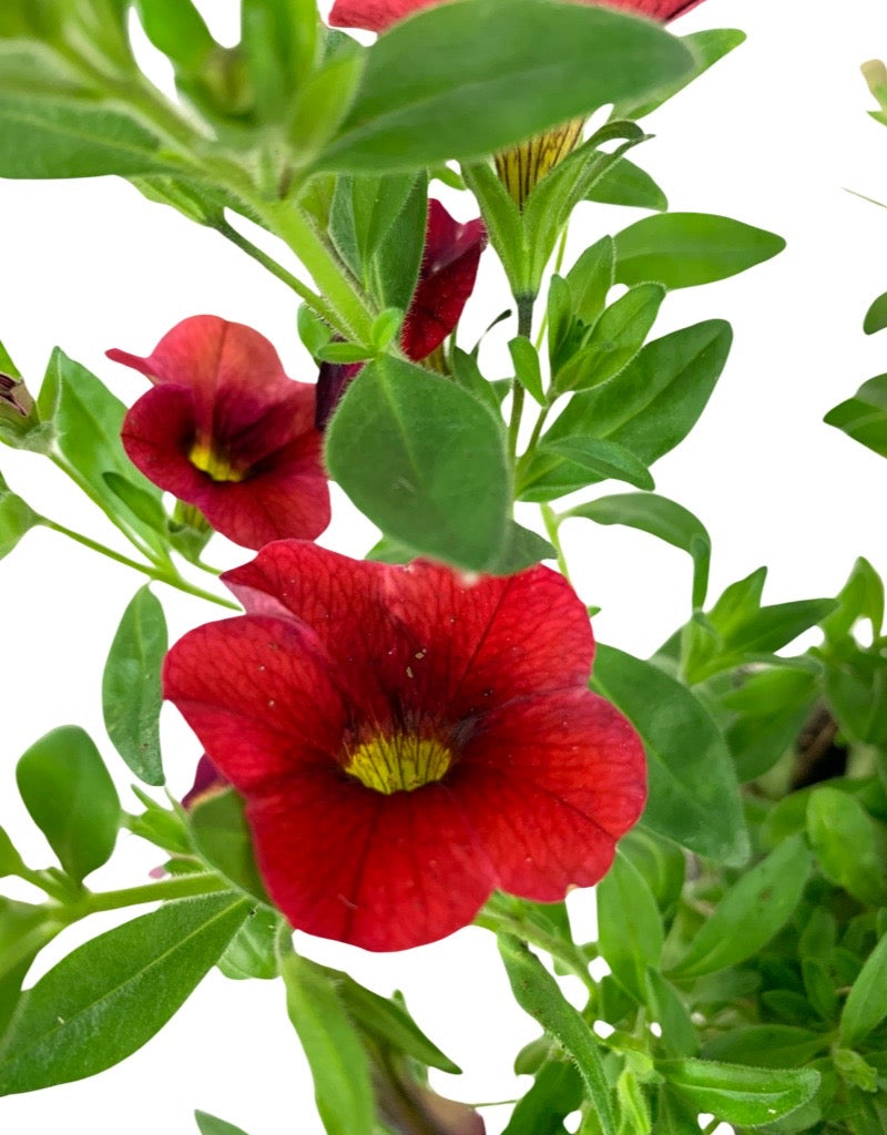 Calibrachoa 'Aloha Red' 4 Inch