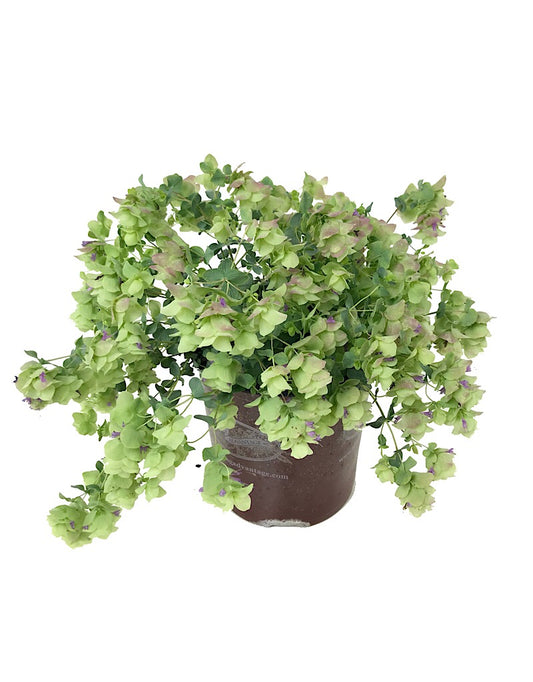 Origanum rotundifolium 'Kent Beauty' 1 Gallon