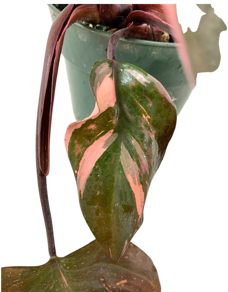 Philodendron erubescens var.  €˜Pink Princess  6 Inch