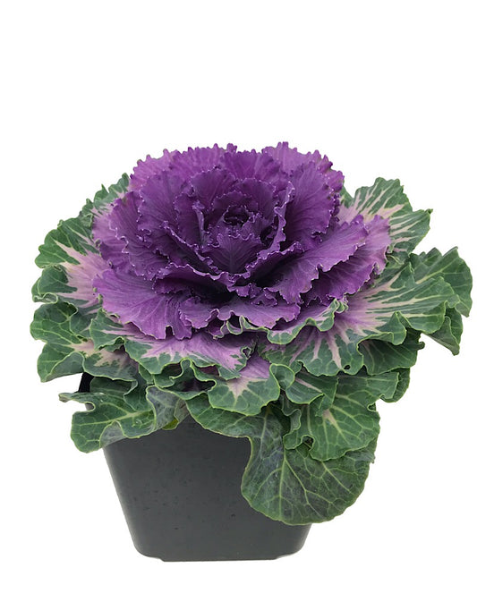 Cabbage 'Pigeon Red'  1 Gallon