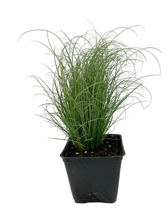 Carex comans 'Frosty Curls' 4 inch