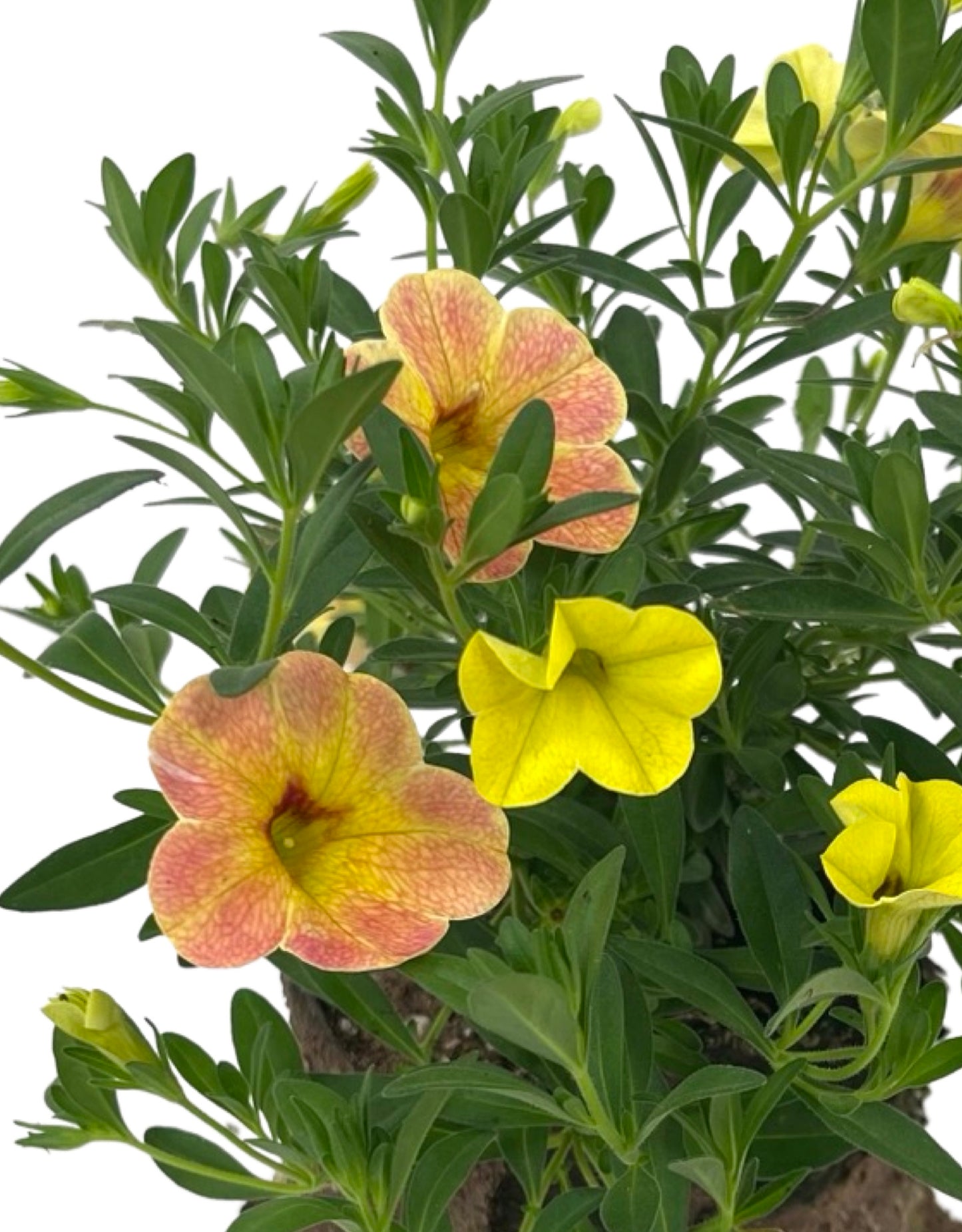 Calibrachoa 'Cha-Cha Diva Apricot' 4 Inch