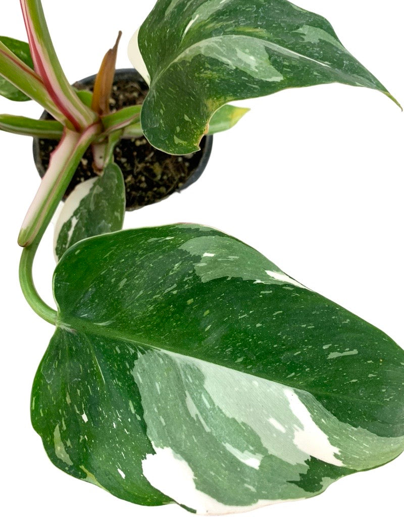 Philodendron 'White Princess' Quart