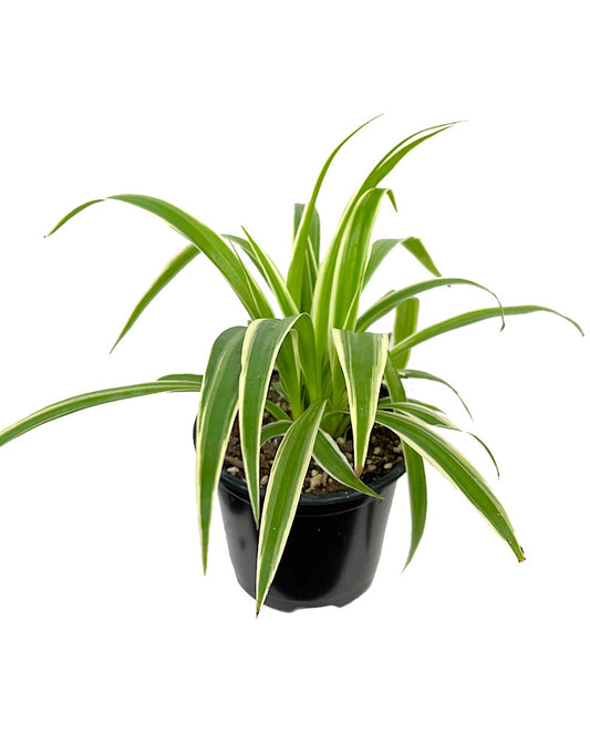 Chlorophytum comosum 'Ocean' 4 Inch