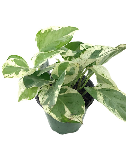 Pothos 'Pearls and Jade' 4 inch