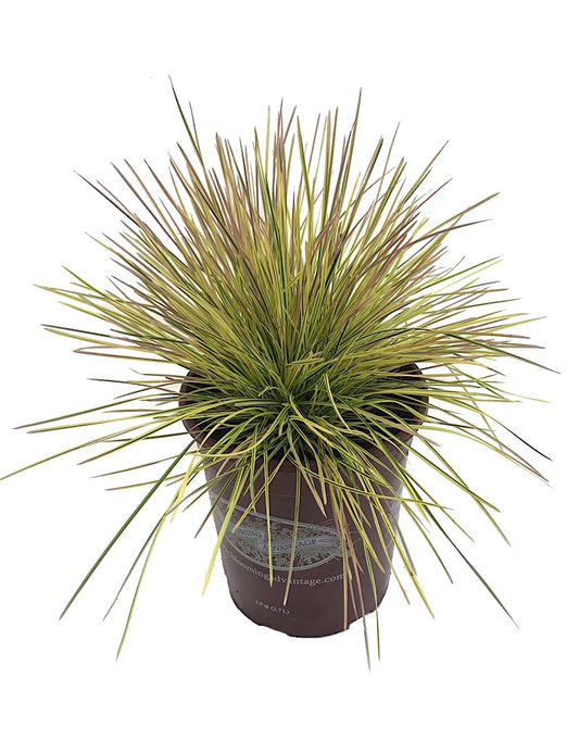 Deschampsia 'Northern Lights' 1 Gallon