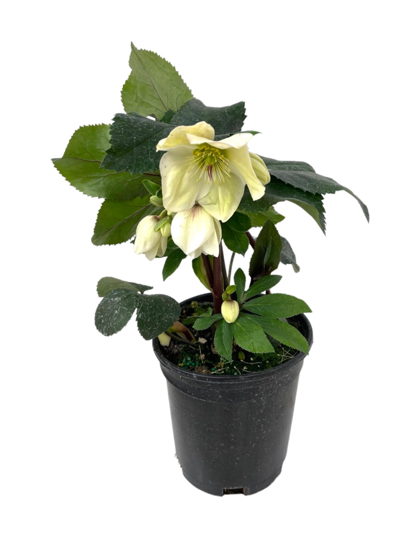 Helleborus 'Ice n' Roses' White 1 Gallon