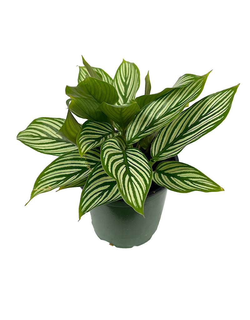 Calathea elliptica 'Vittata' Quart