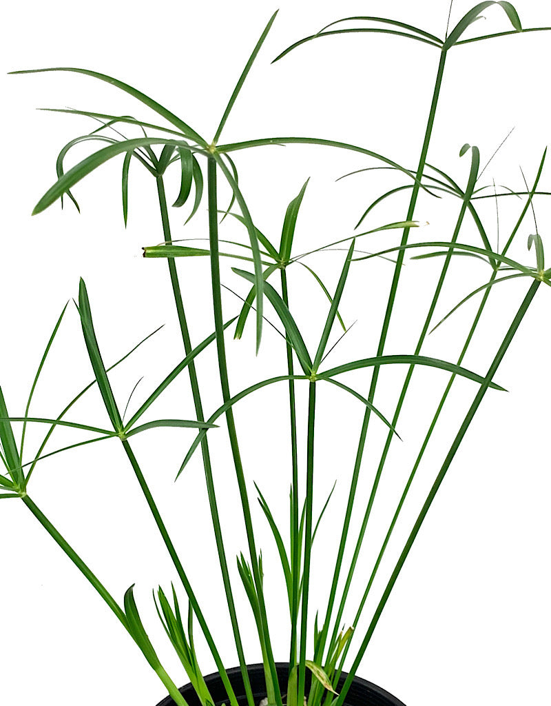 Cyperus alternifolius 1 Gallon