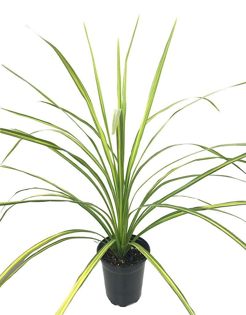 Cordyline 'Dancing Jive' Quart