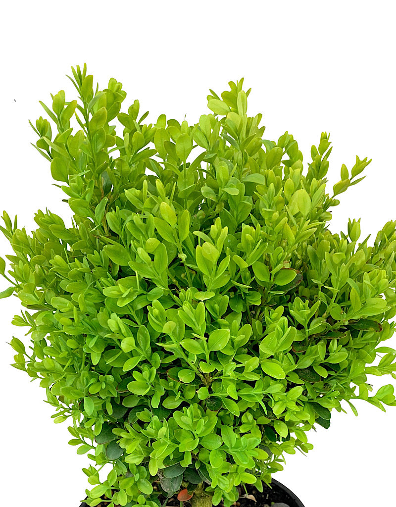 Buxus s. 'Suffruticosa' 1 Gallon