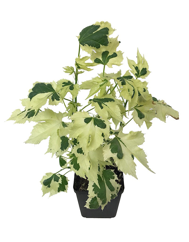 Abutilon 'Savitzii' - Quart