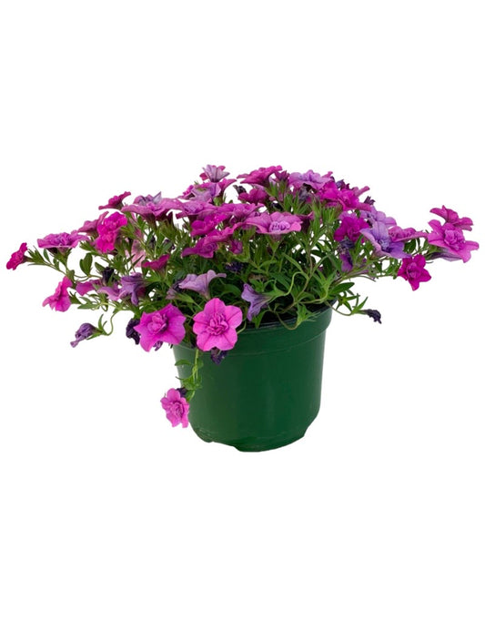 Calibrachoa 'Minifamous Double Pink' 6 Inch