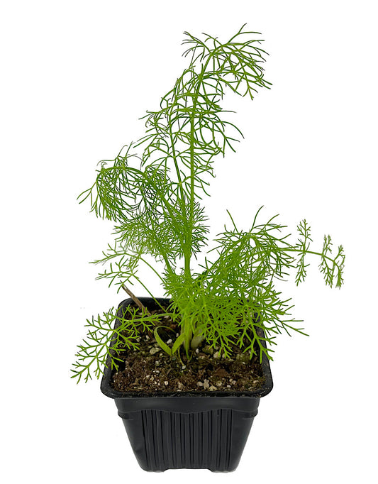 Fennel 4 Inch