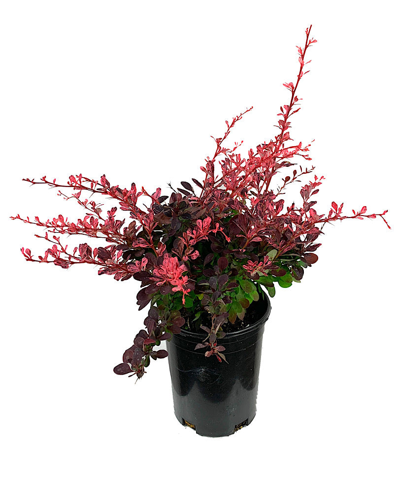 Berberis thunbergii 'Rose Glow' 1 Gallon