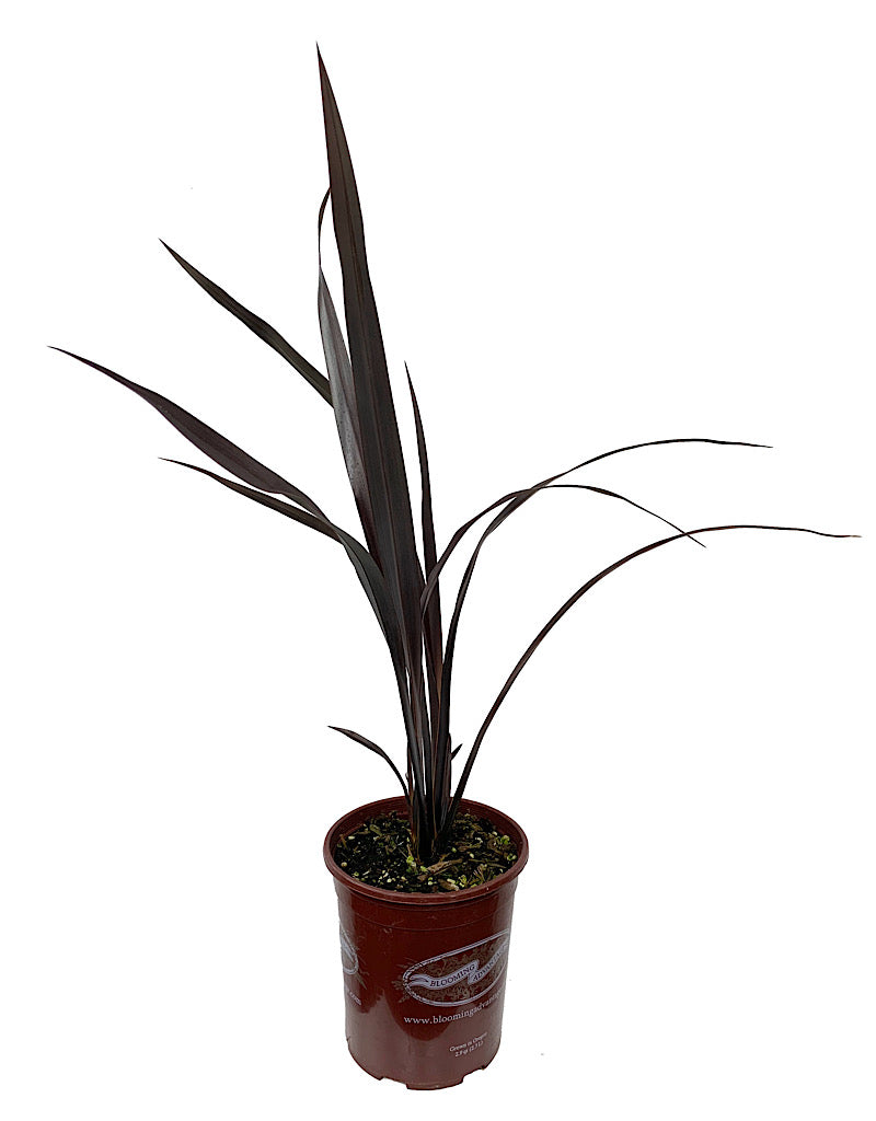 Phormium 'Black Adder' 1 Gallon