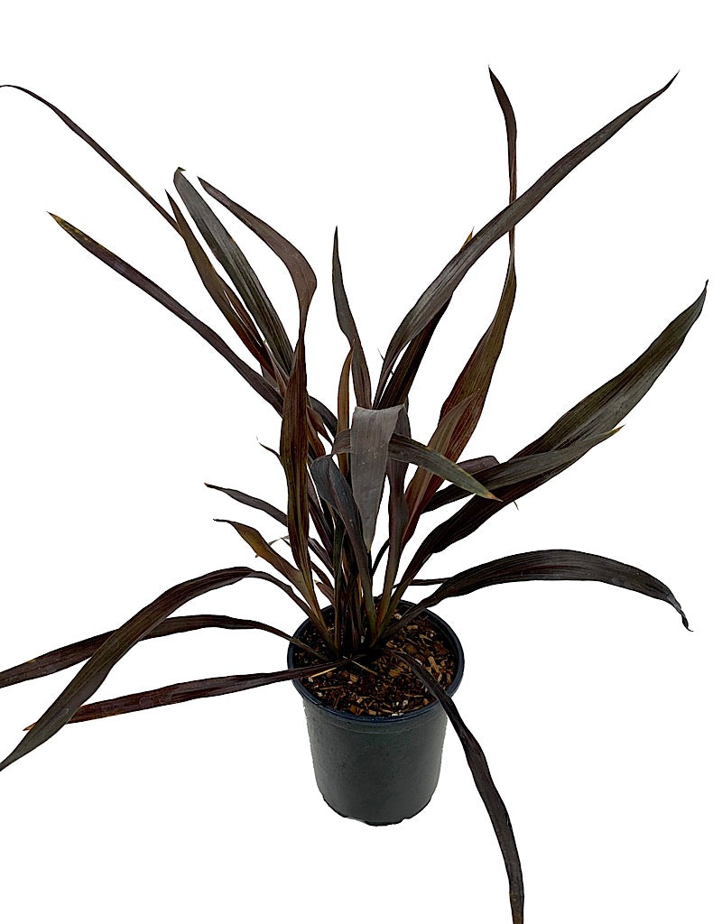 Cordyline australis 'Renegade' Quart