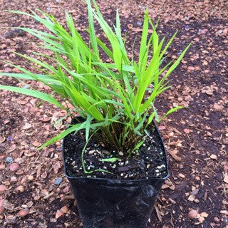 Hakonechloa macra 'Beni-kaze' 1 Gallon