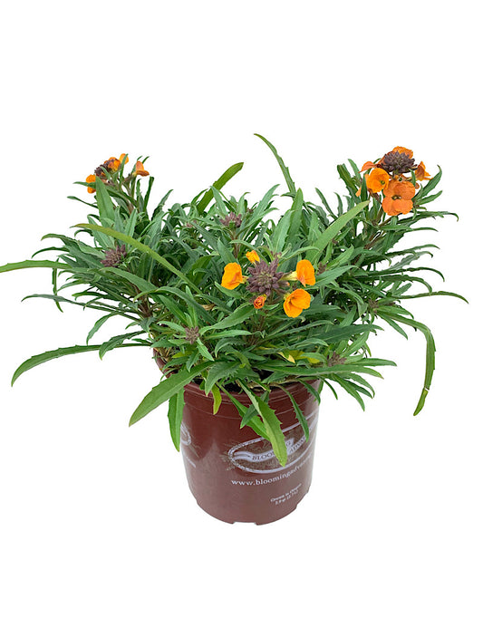 Erysimum  'Apricot Twist'