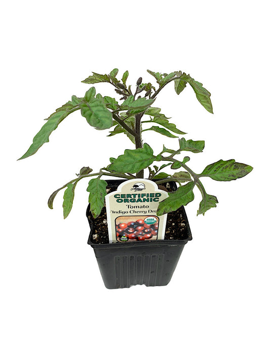 Tomato 'Indigo Cherry Drop'  4 inch