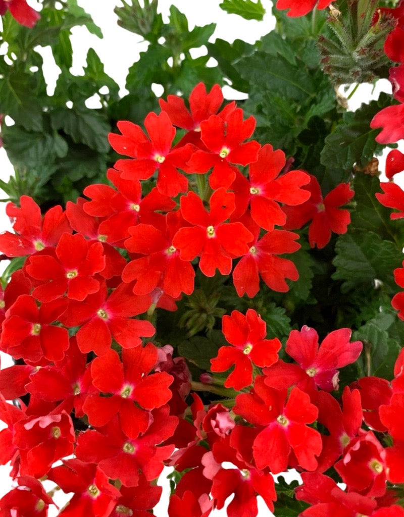 Verbena 'Lascar Orange Lava' 4 Inch