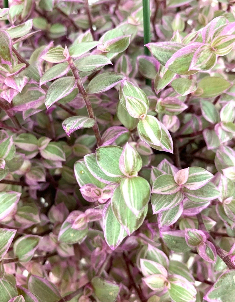 Callisia repens 'Pink Panther' Hanging Basket 6 Inch