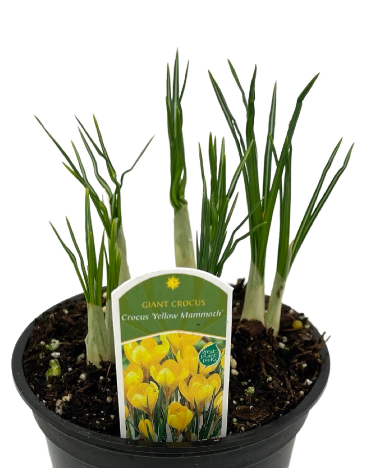 Crocus vernus 'Yellow Mammoth' 4 Inch