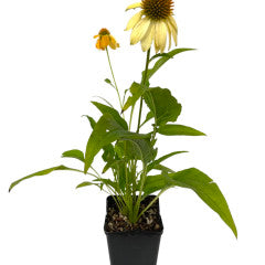 Echinacea 'Sombrero Granada Gold' Quart