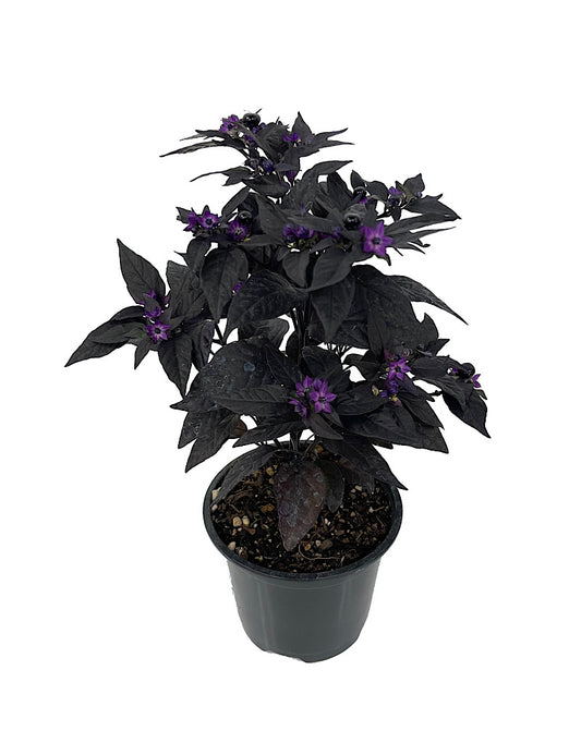 Capsicum annuum 'Purple Flash' Quart