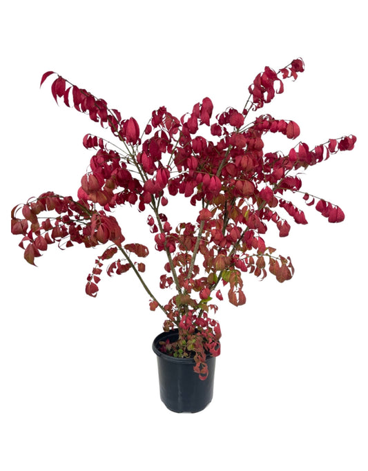 Euonymus alatus 'Compacta' 1 Gallon