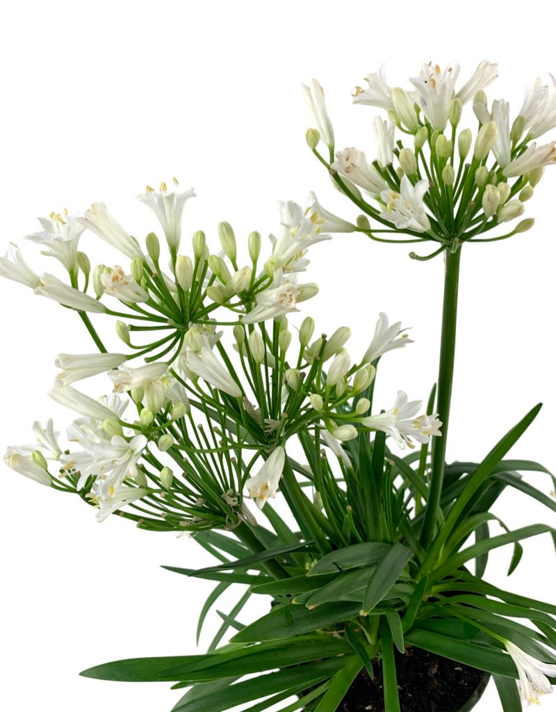 Agapanthus 'Bridal Veil'