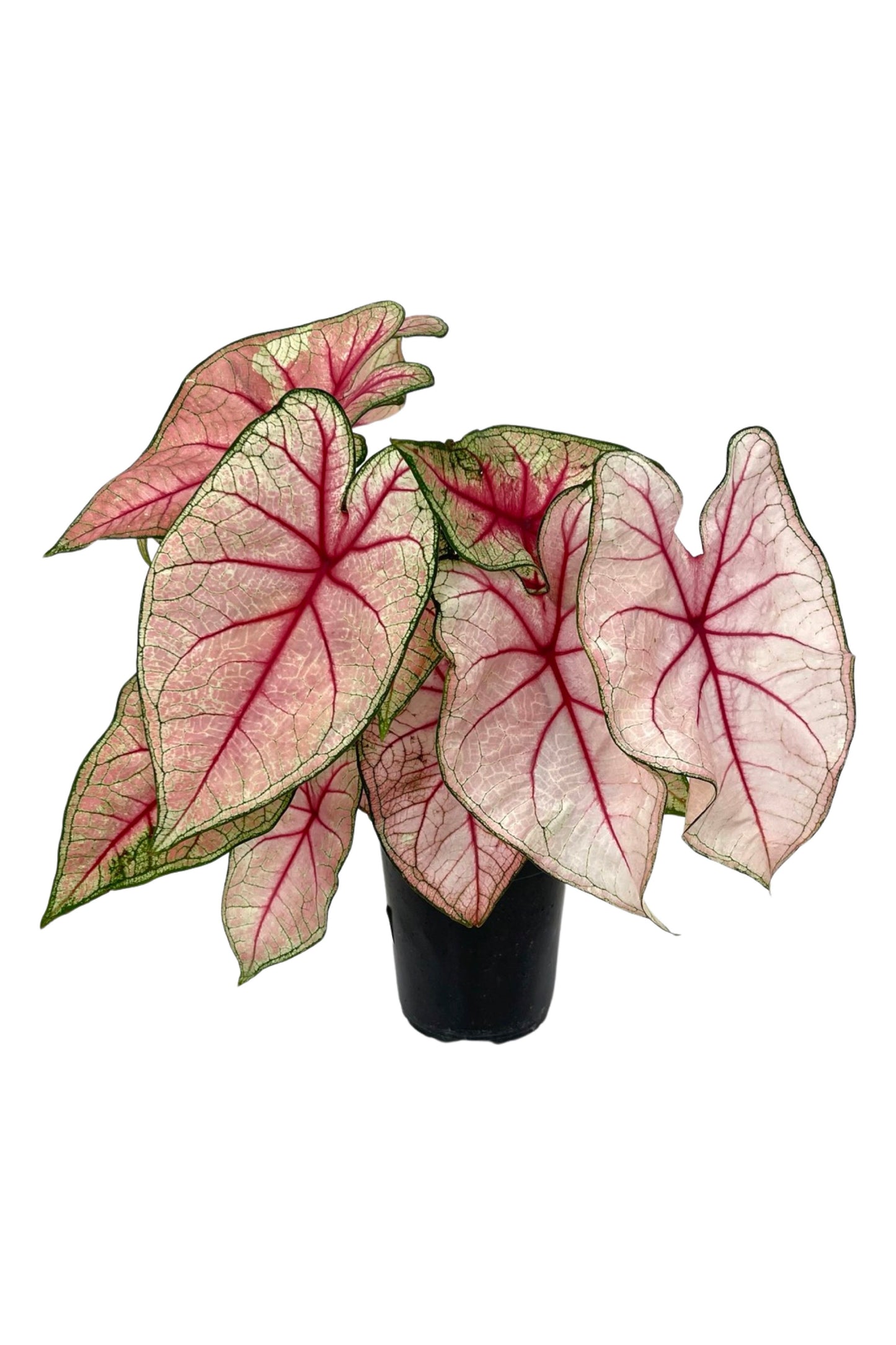 Caladium 'White Queen' 1 Gallon