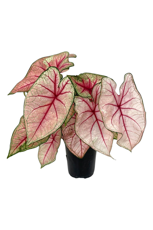 Caladium 'White Queen' 1 Gallon