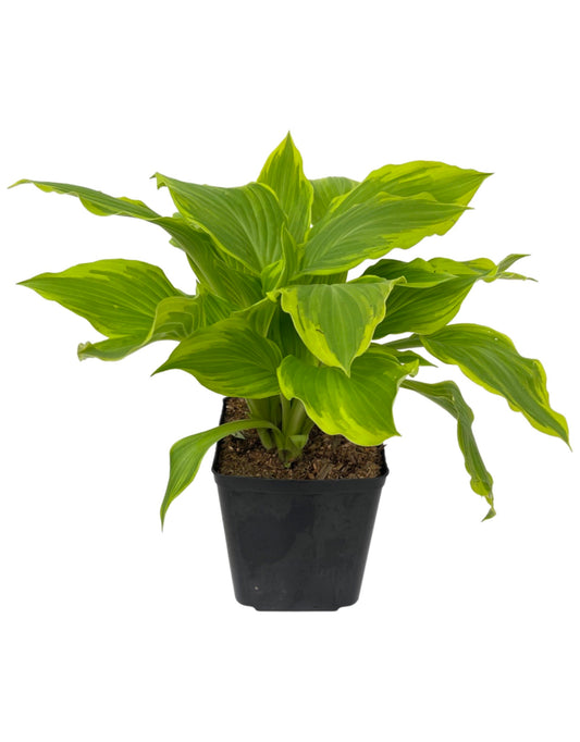 Hosta 'Bridgeville' 1 Gallon