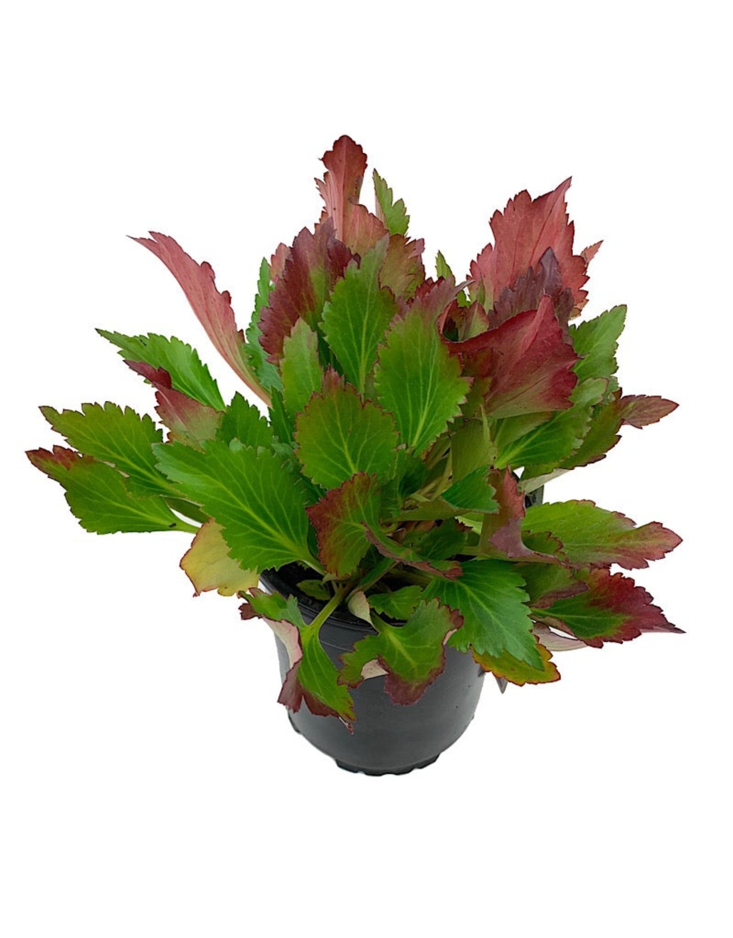 Mukgenia Nova® 'Flame'