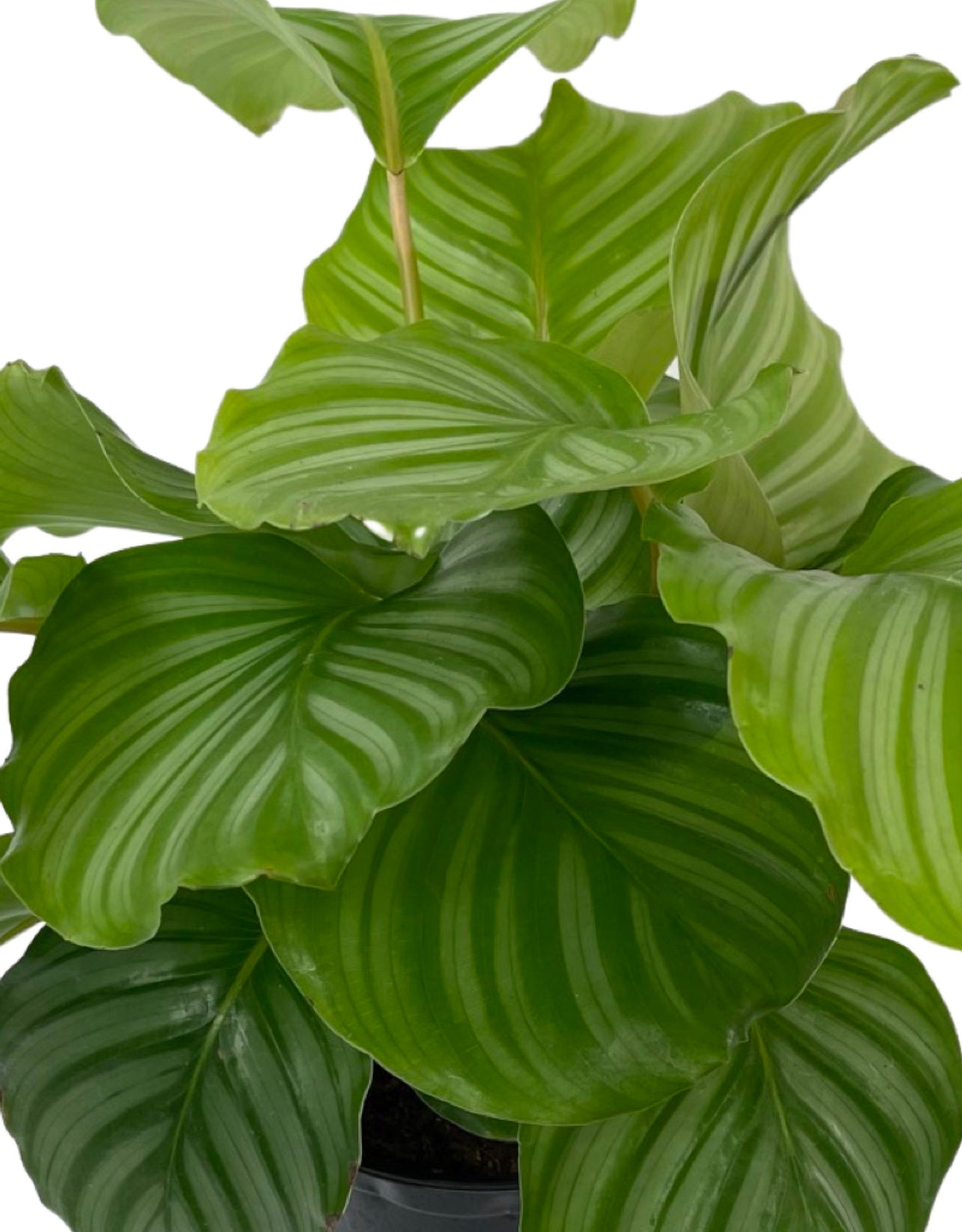 Calathea orbifolia 6 Inch