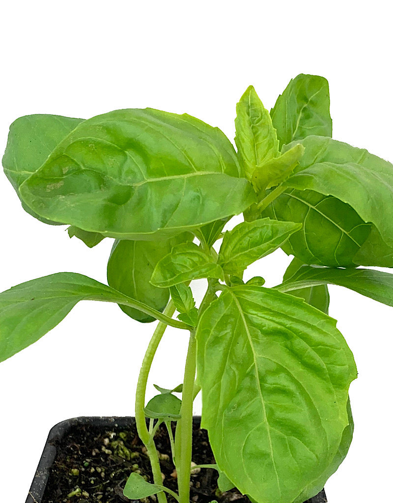 Basil  €˜Sweet Italian  4 Inch