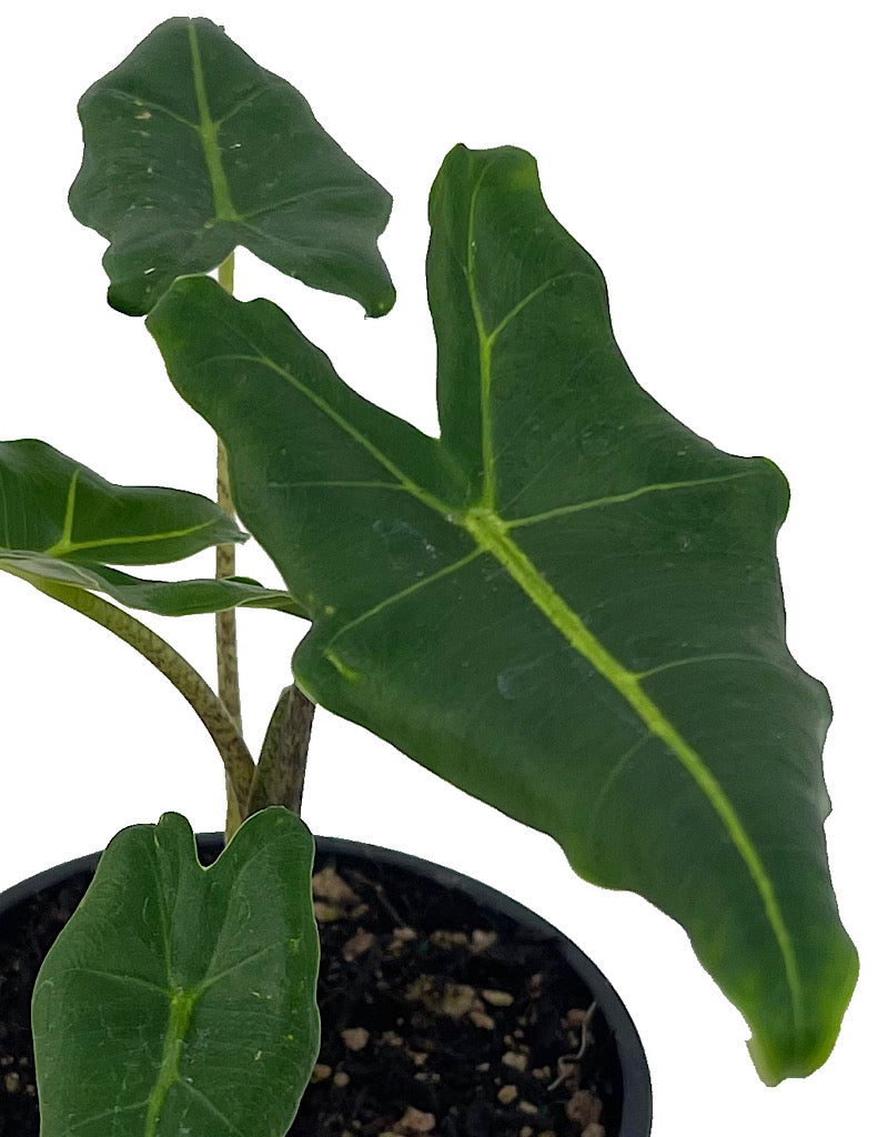 Alocasia 'Sarian' Quart