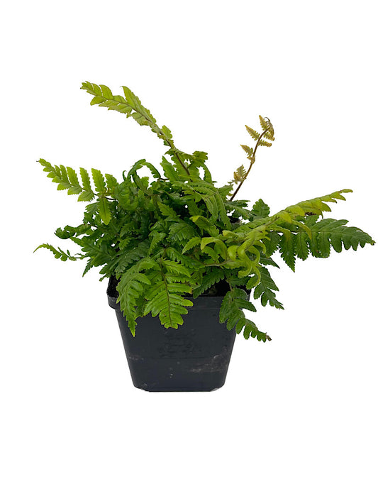 Dryopteris lepidopoda 4 Inch