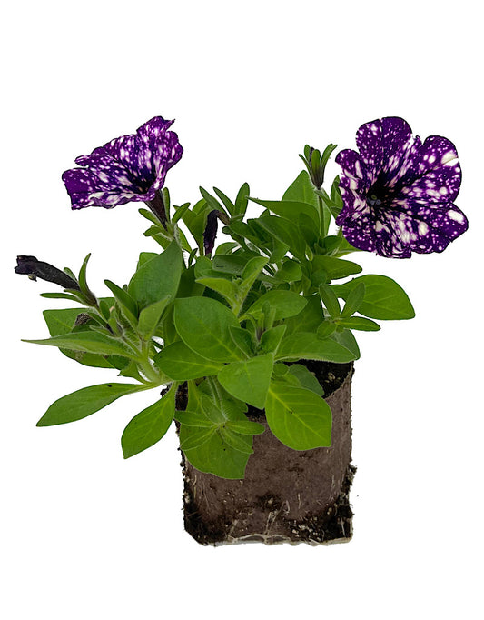 Petunia 'Surprise Sparkle Purple'