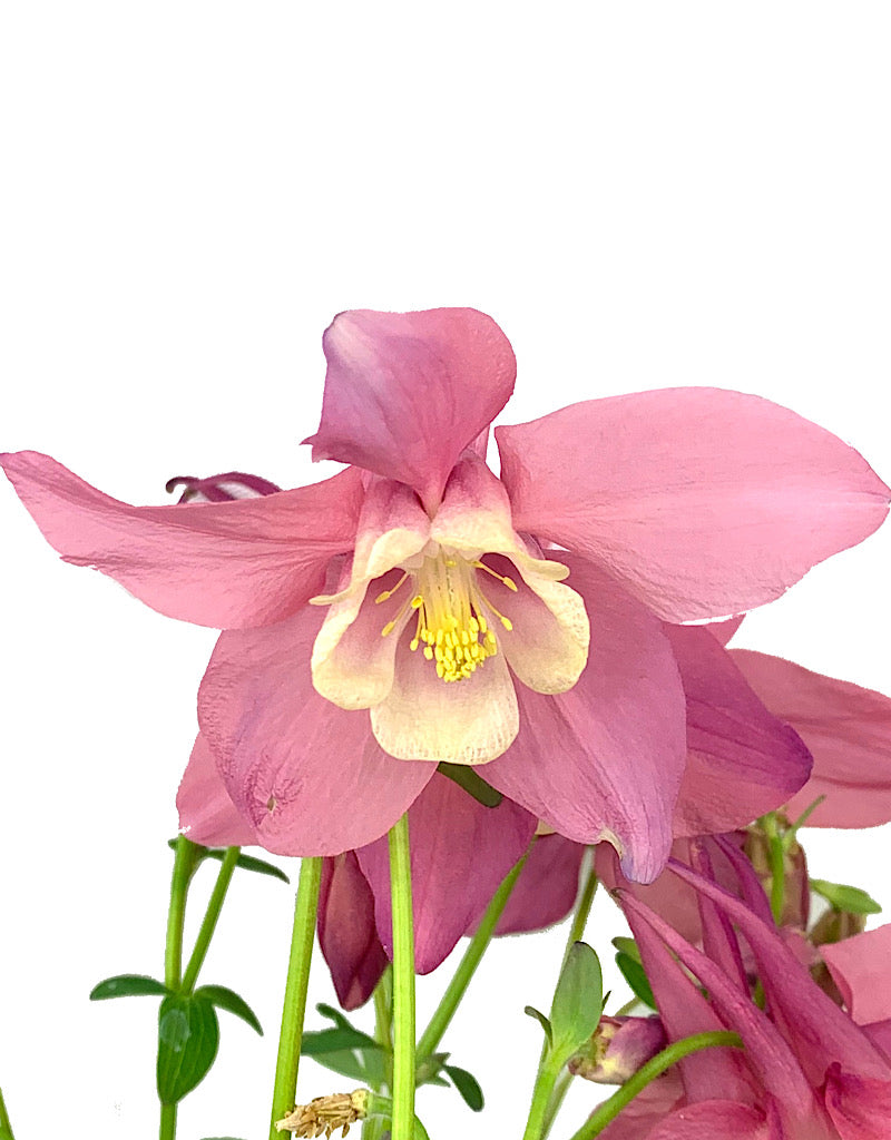 Aquilegia caerulea 'Spring Magic Rose/White  Quart