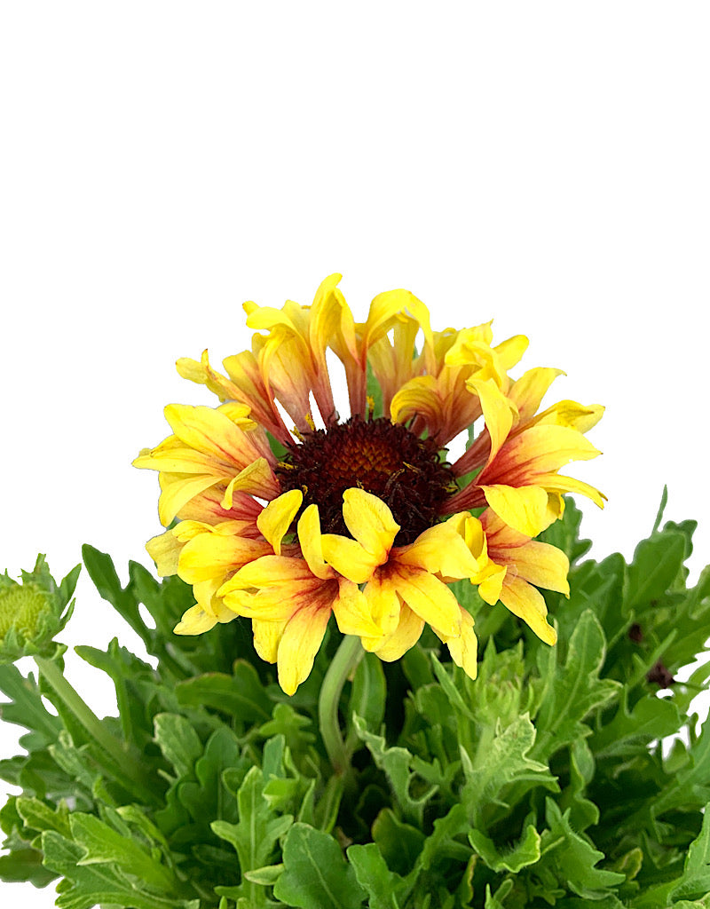 Gaillardia 'Fanfare Blaze' 1 Gallon