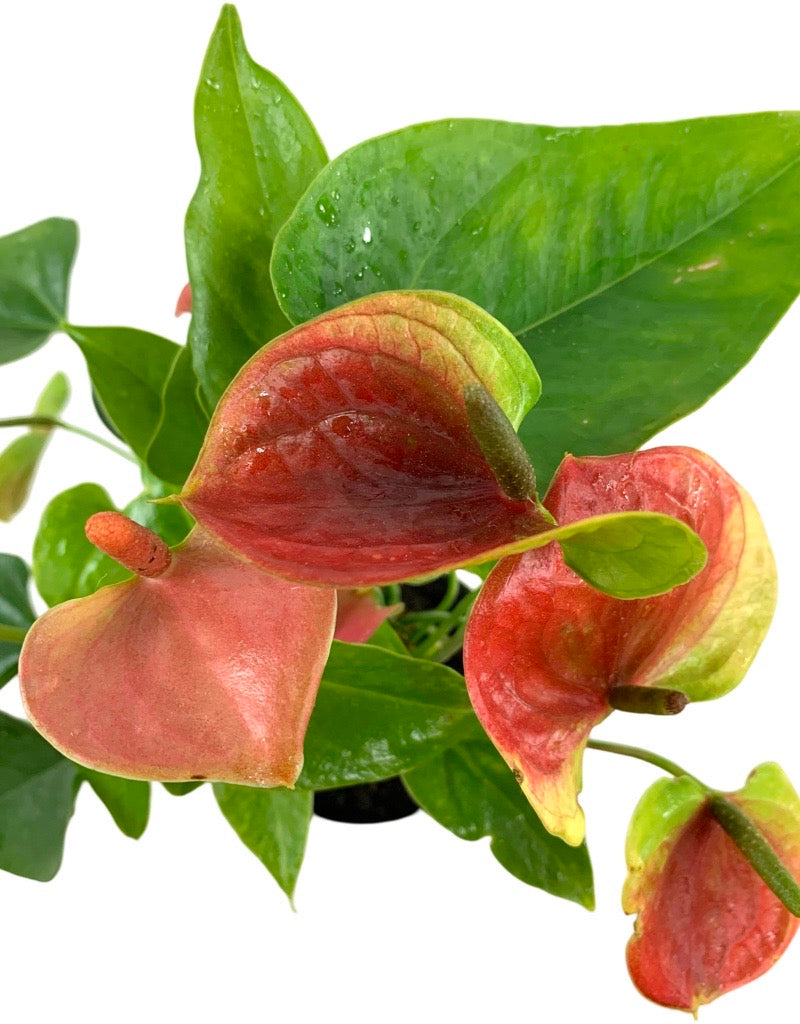 Anthurium assorted 4 Inch