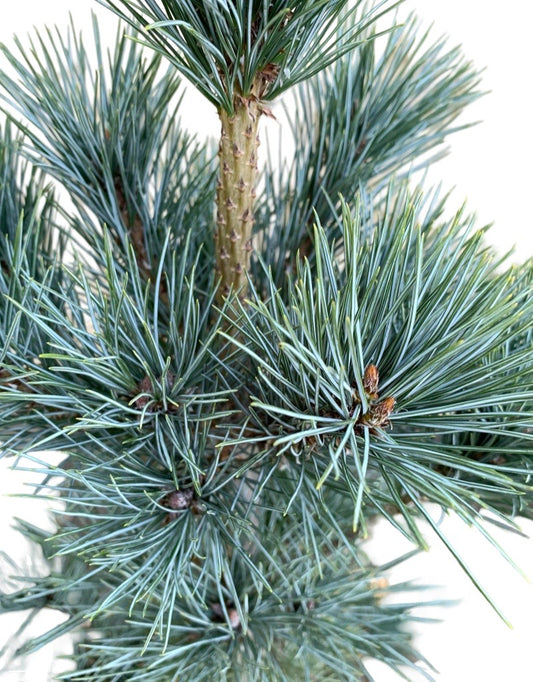 Pinus peuce 'Pacific Blue'