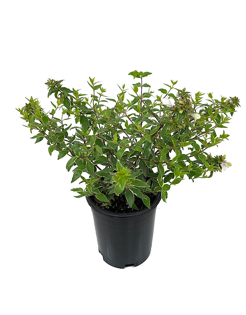 Abelia x grandiflora 'Lucky Lots' 1 Gallon