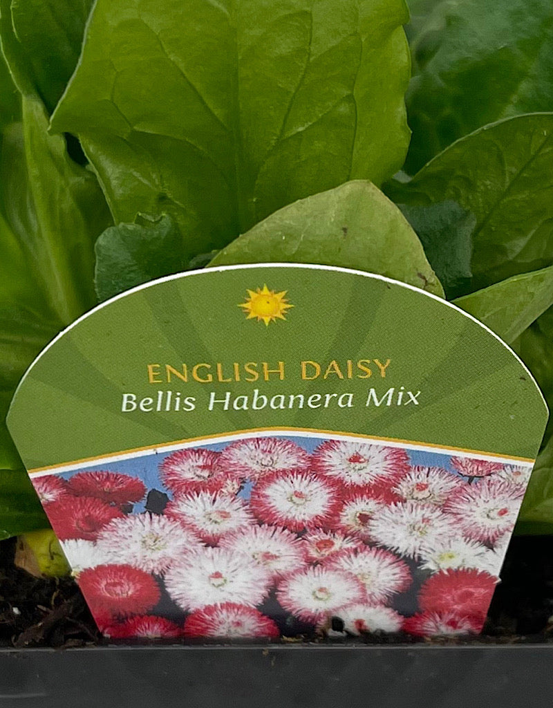 Bellis p. 'Habanera Mix' 4 inch