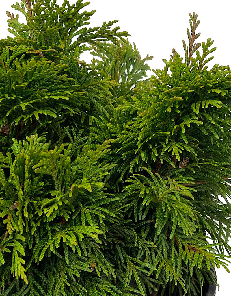 Thuja plicata 'Grune Kugel' 2 Gallon