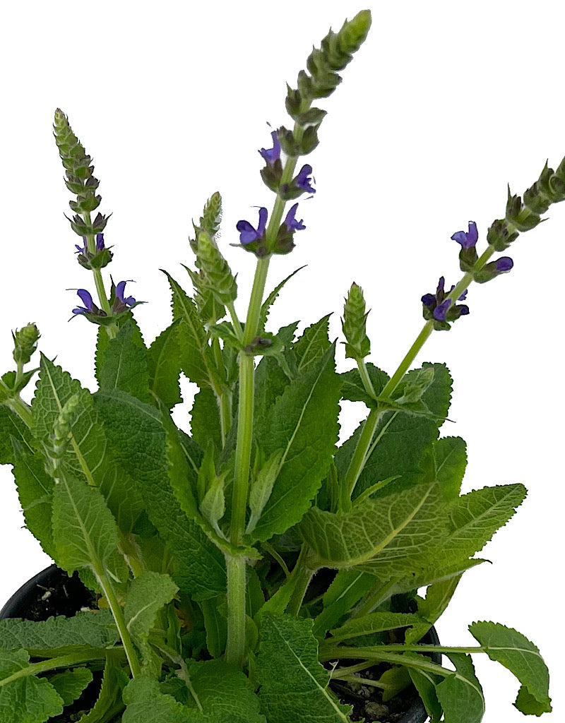 Salvia nemorosa 'May Night' 1 Gallon