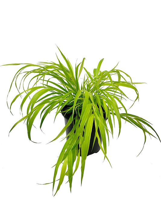 Hakonechloa macra 'Sunflare' 1 Gallon